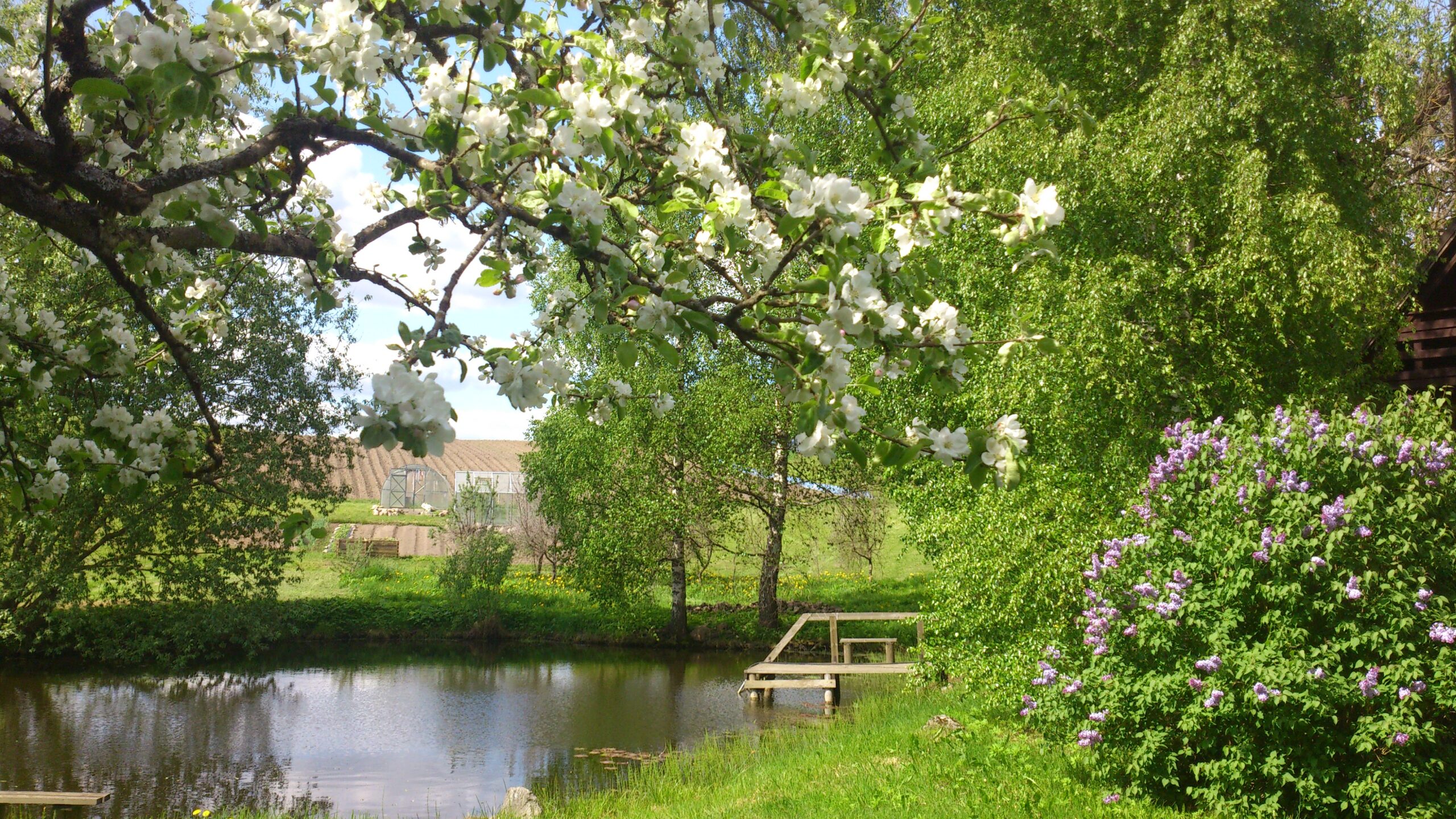 Kaunis kevad täies õites