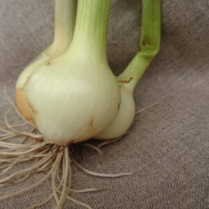 Mugulsilbul